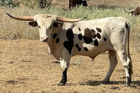 Miss Desperado 2024 heifer