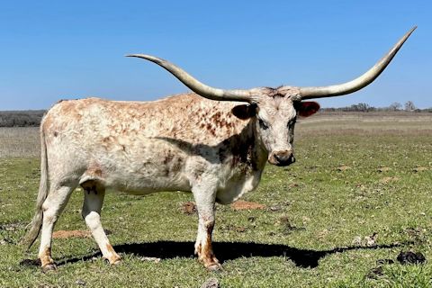 Concho Heifer