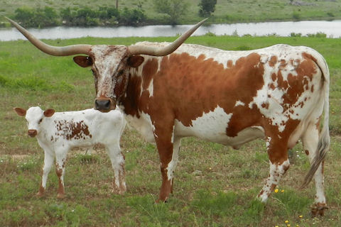 HR Ace High Danielle