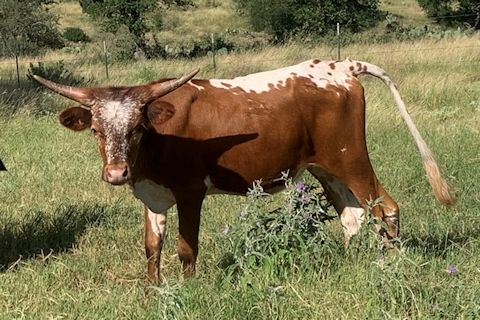 Heifer Calf