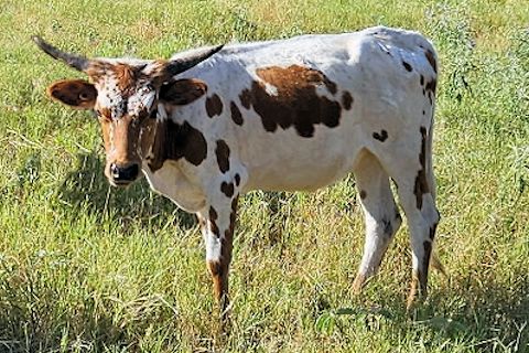 Heifer Calf