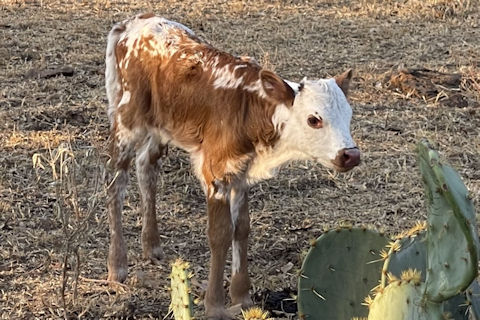 Heifer Calf