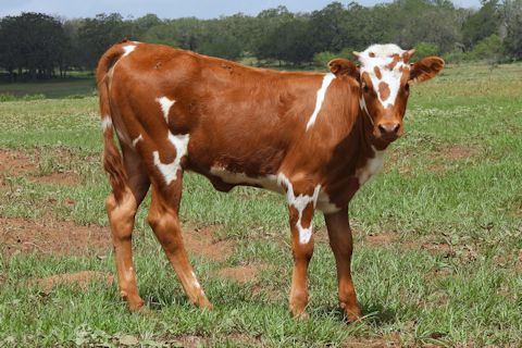 Heifer Calf