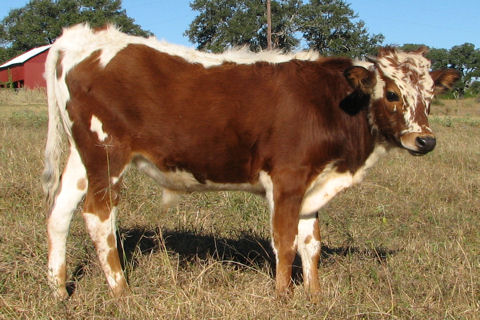 Miss Ace x Vaquero Bull Calf