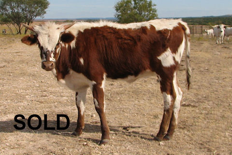 Mona Concho heifer