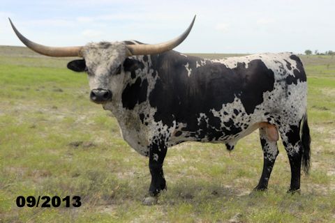 Harmony Bull Calf