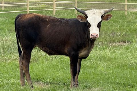 Miss Desperado 2024 heifer