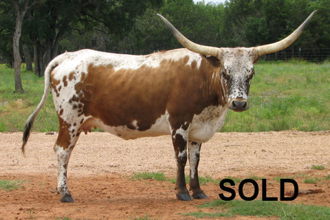 Dalgood's Silver Wing